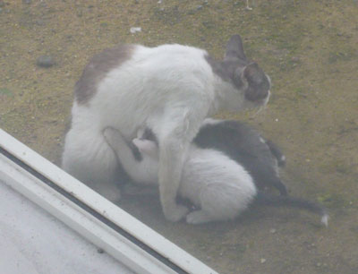 立ったままパイコタイム